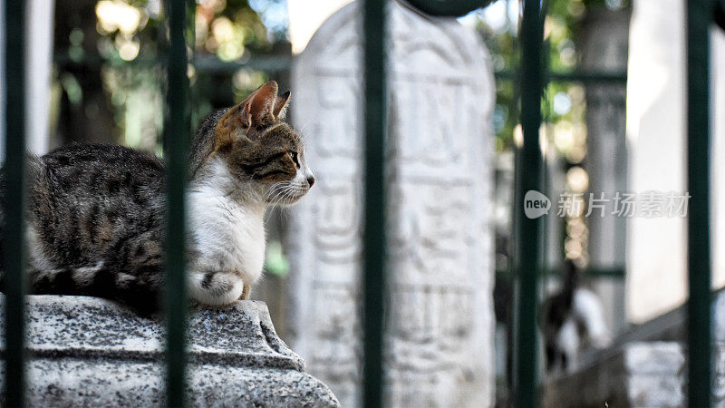 土耳其伊斯坦布尔，一只流浪猫躺在墓地里