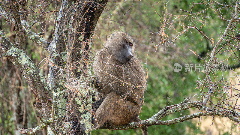 在非洲坦桑尼亚的塞伦盖蒂国家公园，灵长类动物在下雨时坐在树枝上