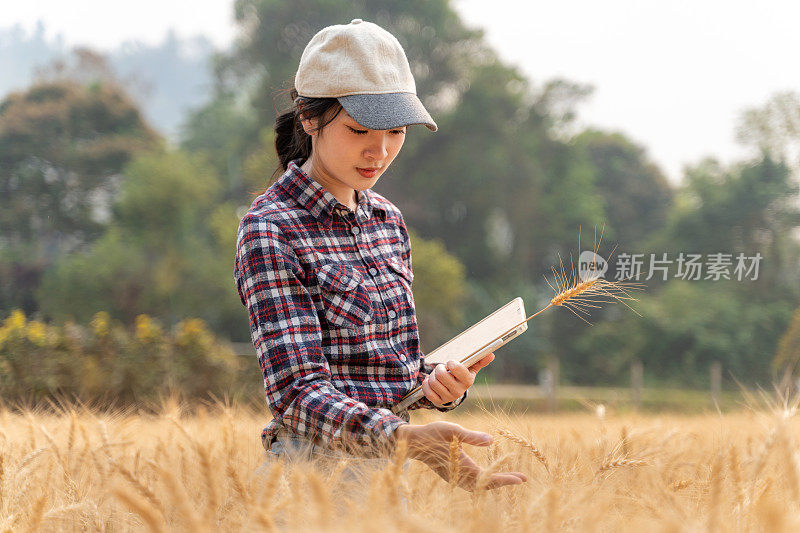 年轻的女农民使用技术来帮助她的农业，用她的电脑平板电脑跟踪她的大麦作物的数据