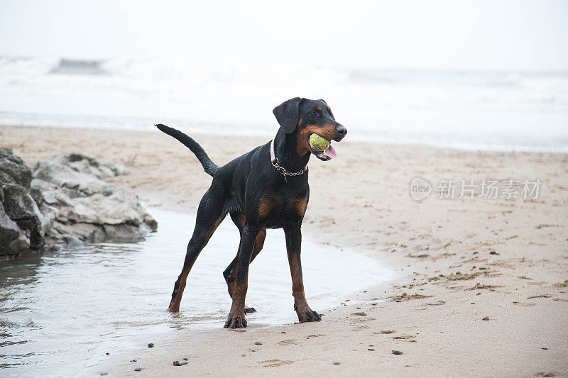 杜宾犬在海滩