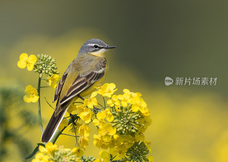 西部黄Wagtail(莫塔西拉黄)