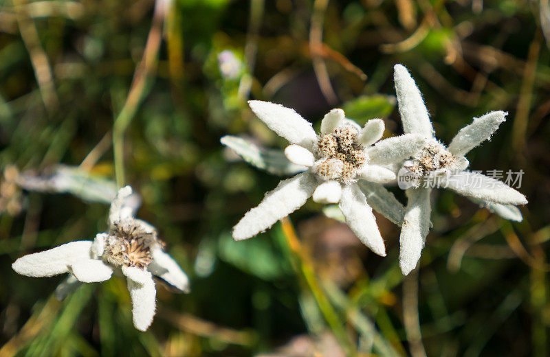 雪绒花