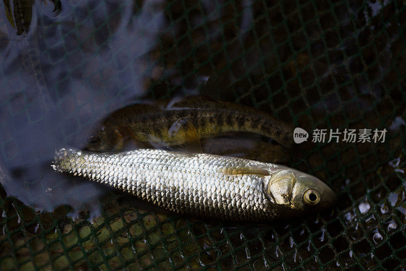 湖中鱼的高角度视图