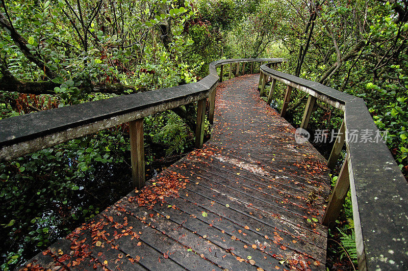 木板路通过湿地