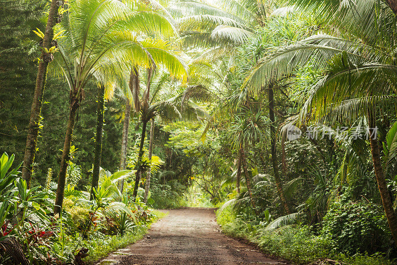 风景优美的空土路在乡村热带科纳夏威夷美国
