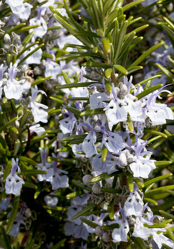 迷迭香(迷迭香属officinalis)