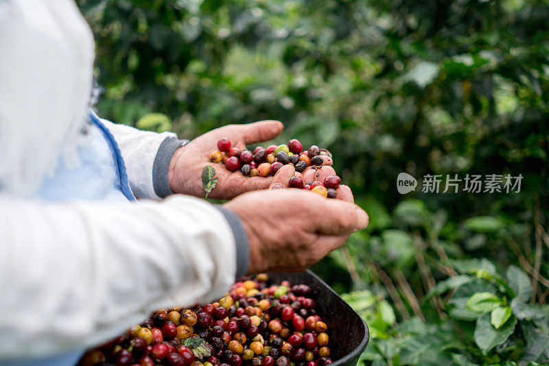 农夫在农场收集咖啡豆