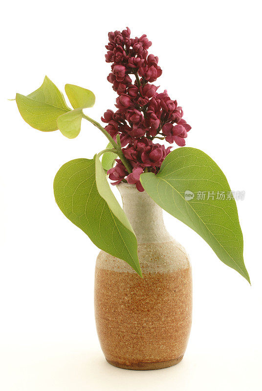紫丁香花和叶子在小石头花瓶