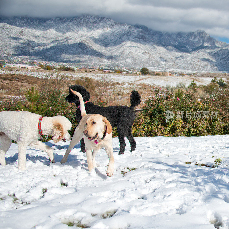 三只可爱的狗在雪中玩耍，拉布拉多犬和贵宾犬