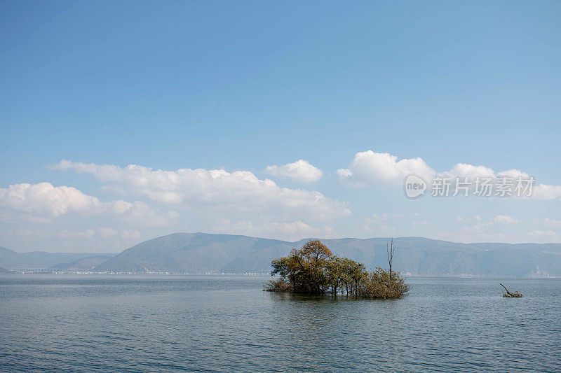 树木浸没在洱海