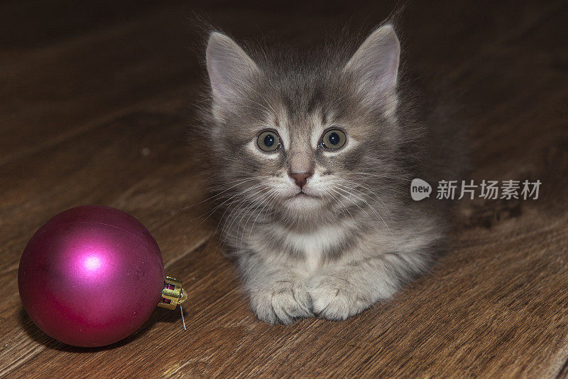 猫新年快乐