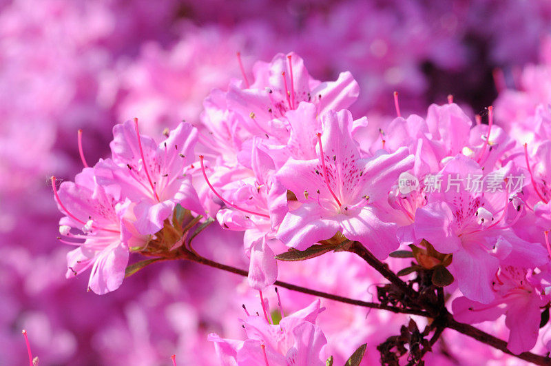 粉红色的杜鹃花(杜鹃)