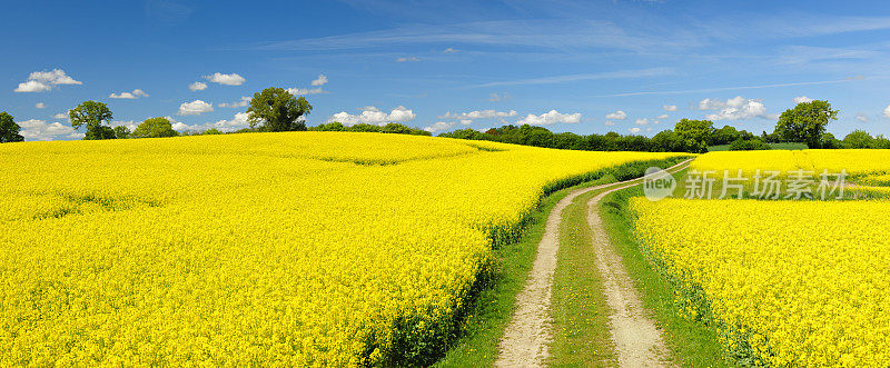 春天的风景与蜿蜒的尘土飞扬的农场道路通过油菜田