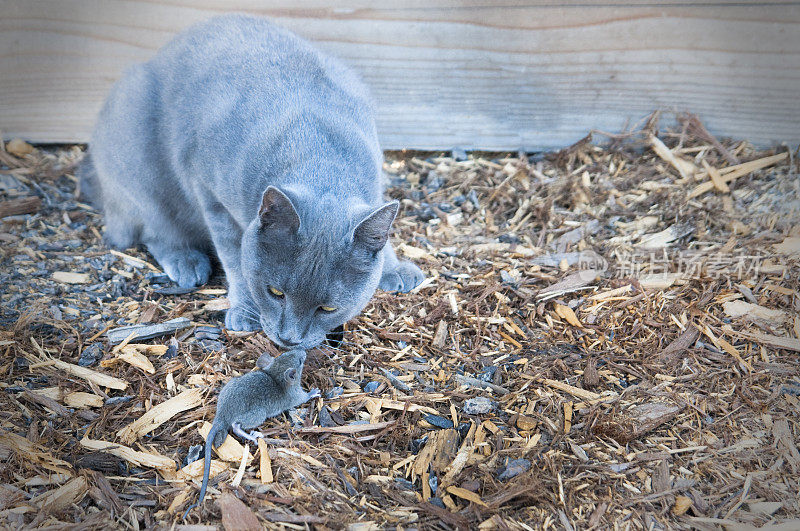 猫捉老鼠