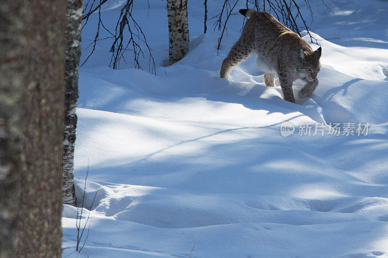 欧亚猞猁在雪地里行走