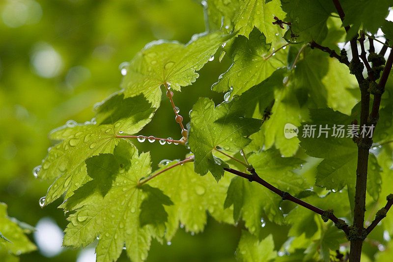 雨又