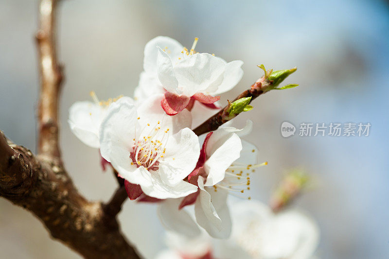 樱花枝