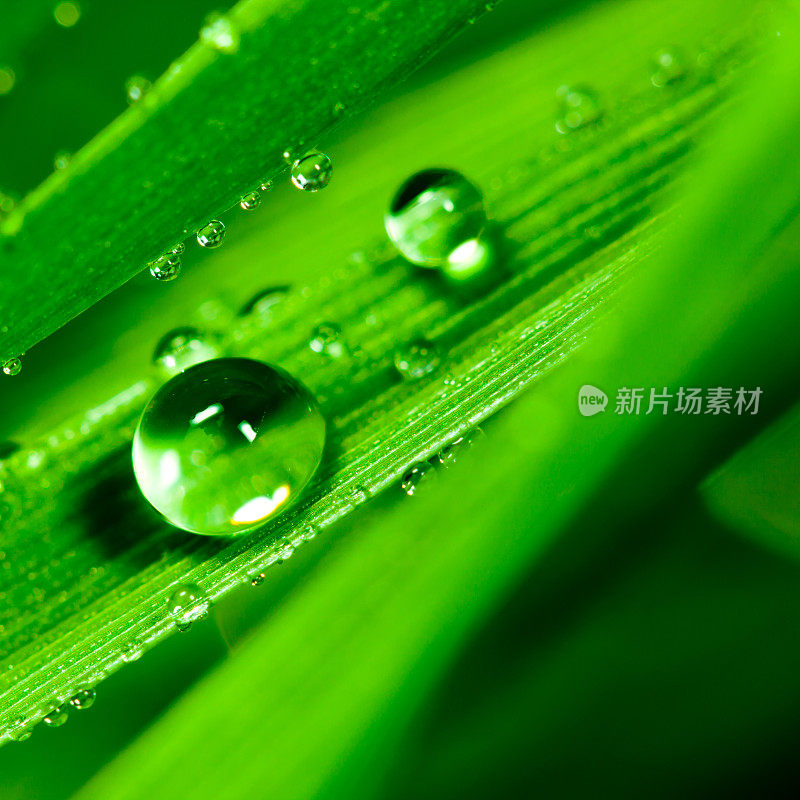 雨点落在绿色的麦草叶片上