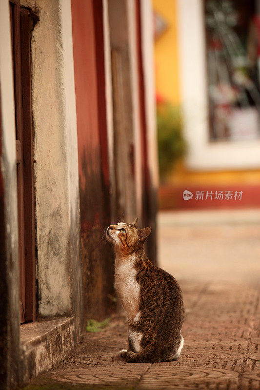 盘吉姆的流浪猫