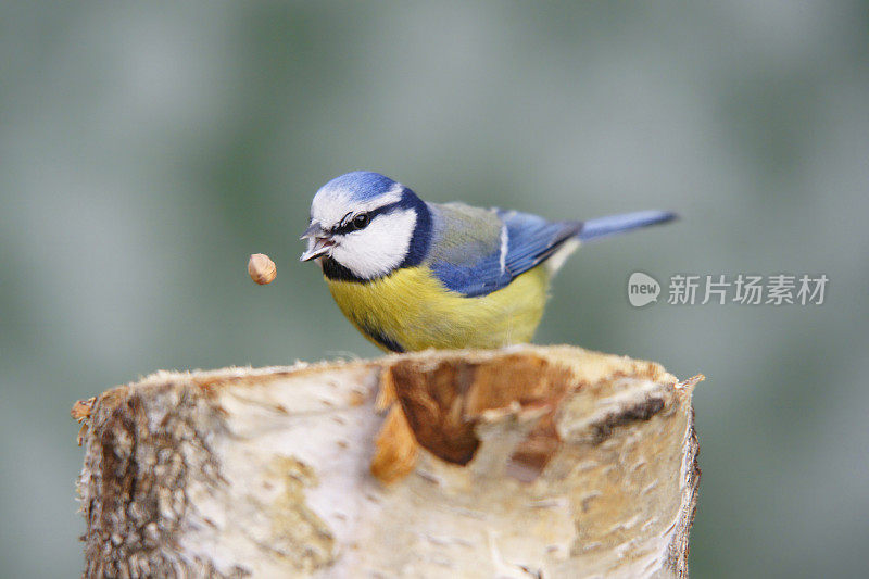 蓝雀在饲料