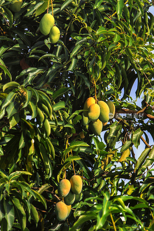 芒果水果树