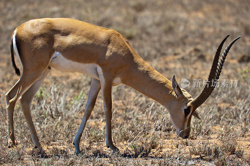 肯尼亚察沃东部的瞪羚