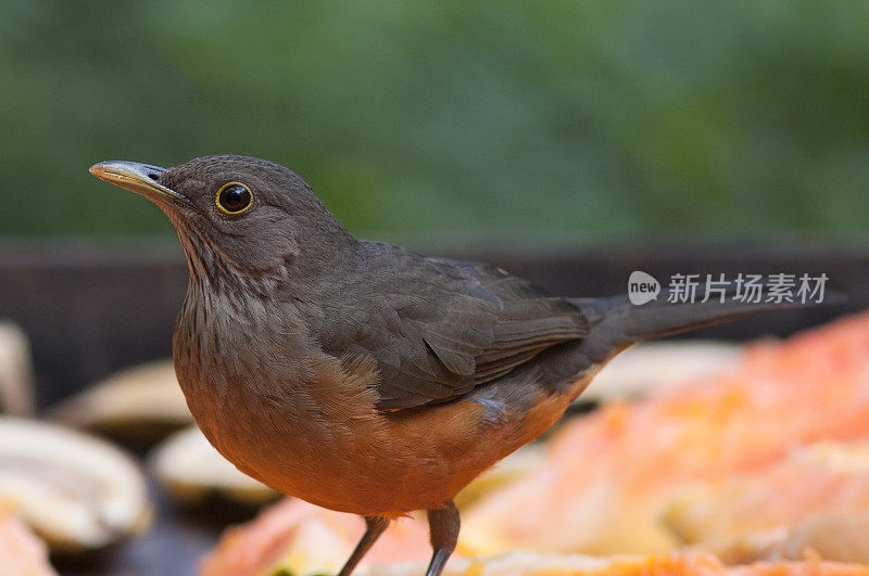 Rufous-bellied画眉