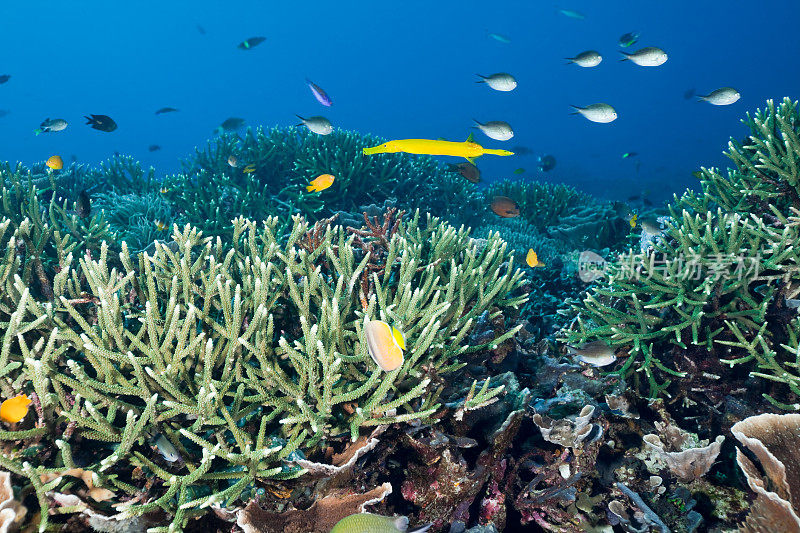 中国喇叭鱼在完美的鹿角珊瑚礁，科莫多，印度尼西亚
