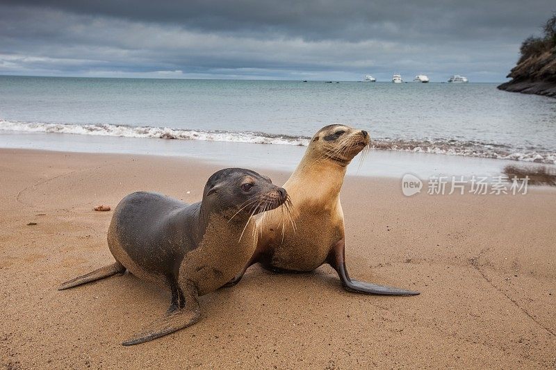 海狮