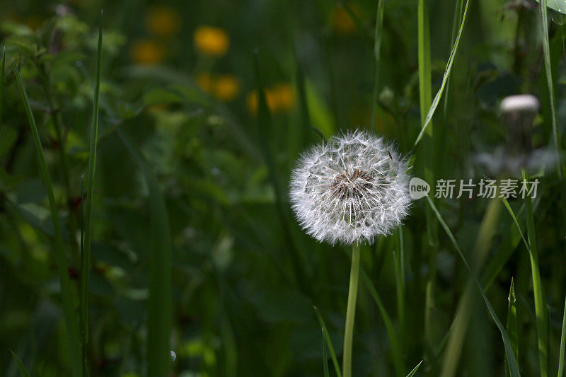 英属哥伦比亚春天绿色背景的蒲公英