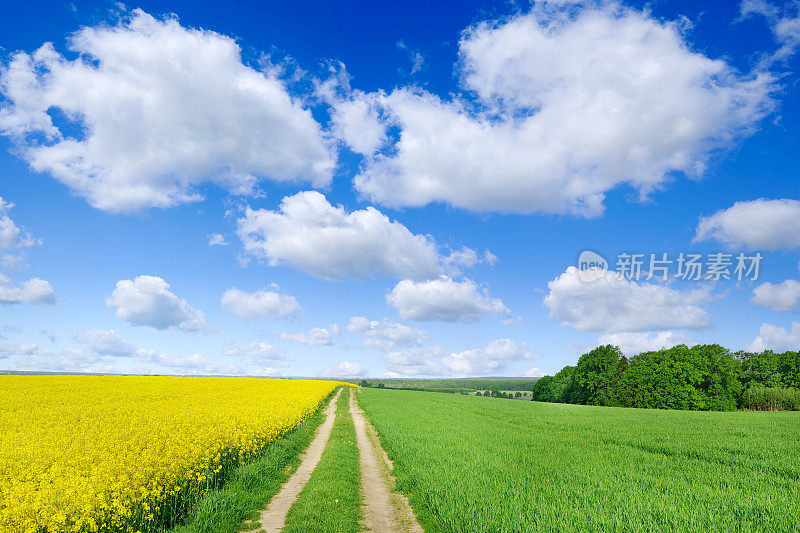 春田间的乡间小路