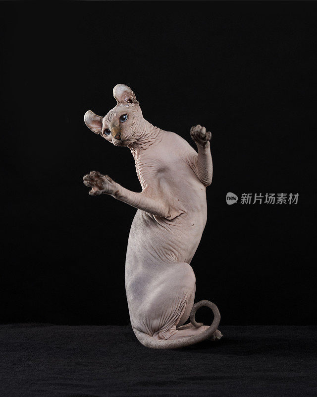 Sphynx猫跳舞