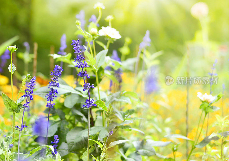 鲜花草甸