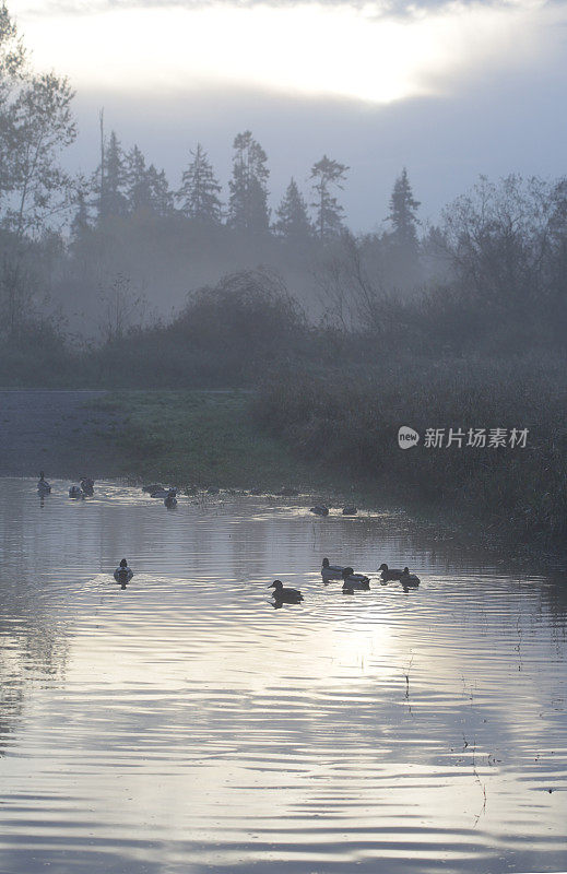 加拿大弗雷泽山谷，秋天的早晨，河滩上的鸭子