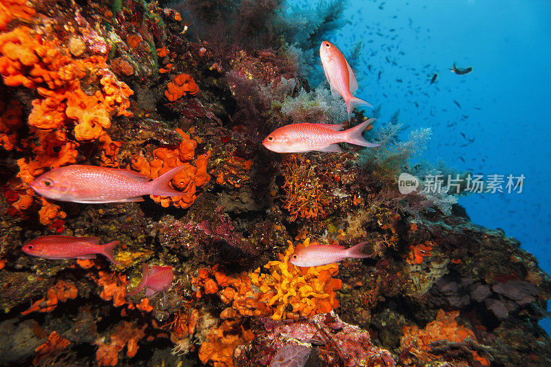 海洋生物