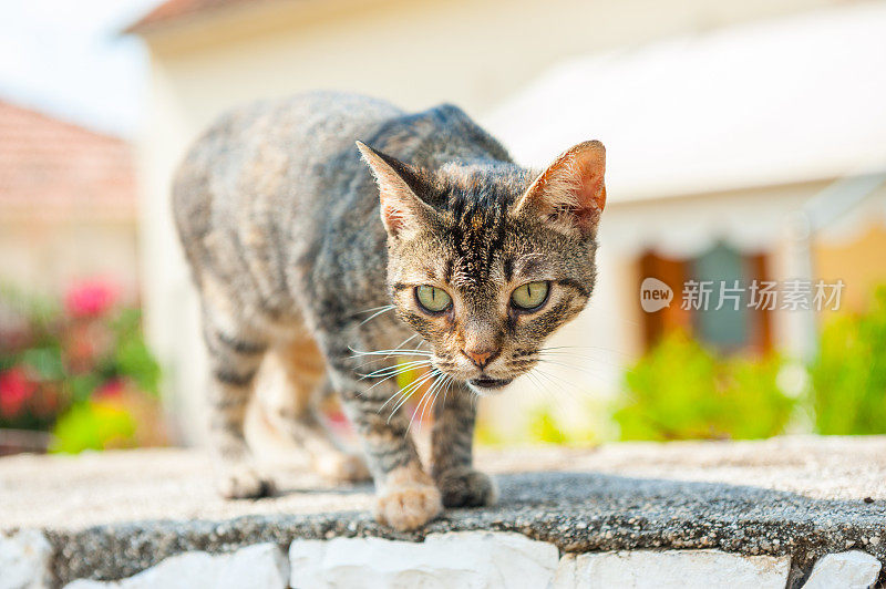 凯法洛尼亚的猫肖像