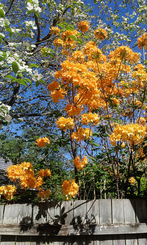 火焰杜鹃花杜鹃