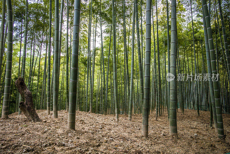 京都的竹林