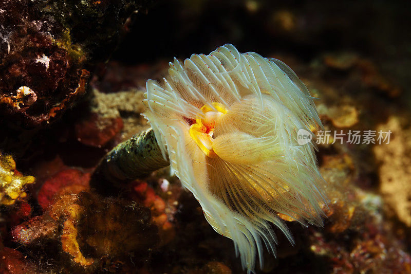 海洋生物