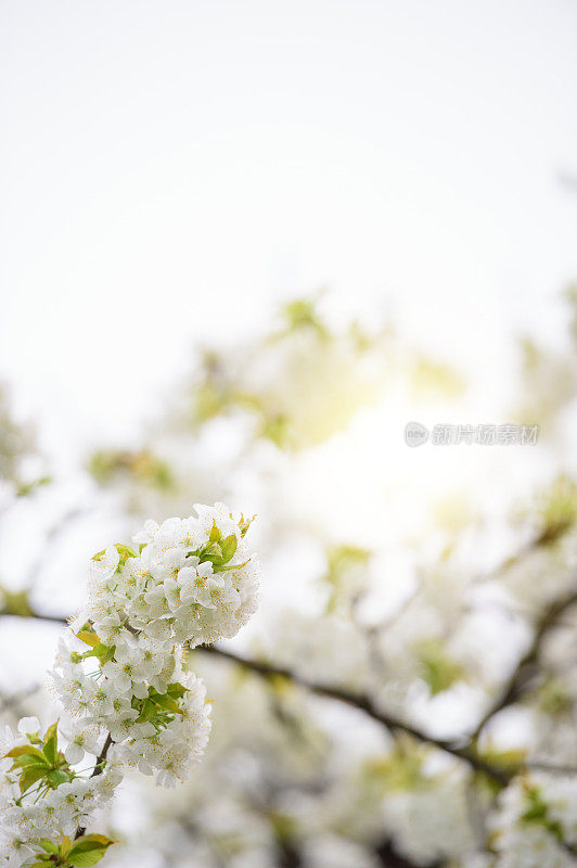 盛开的樱花树枝