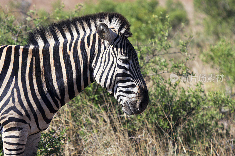 南非克鲁格公园的斑马
