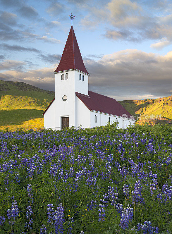维克的冰岛教堂，有罗平斯和野花