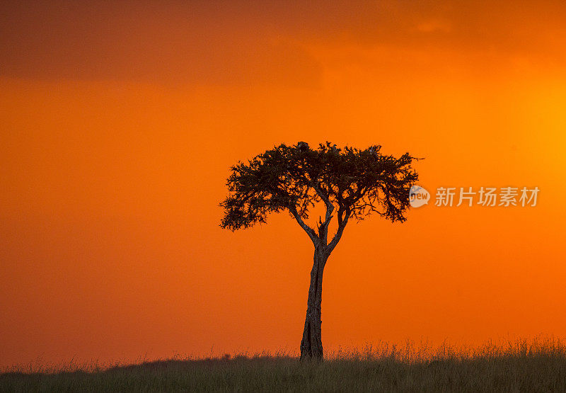 马赛马拉国家公园的日落。非洲。肯尼亚
