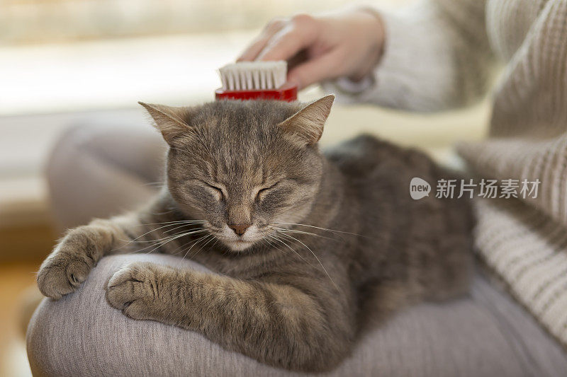 为宠物猫梳理毛发的妇女