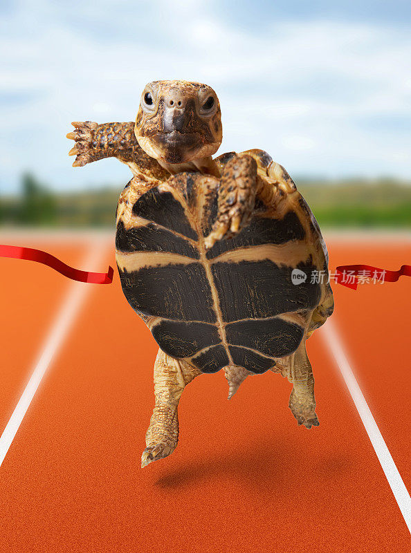 小乌龟跑过终点线后获胜