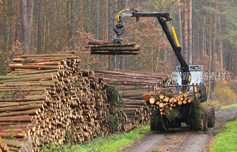伐木工人。
