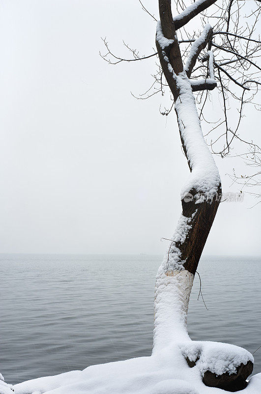 冬天，中国杭州西湖边的一棵被雪覆盖的树