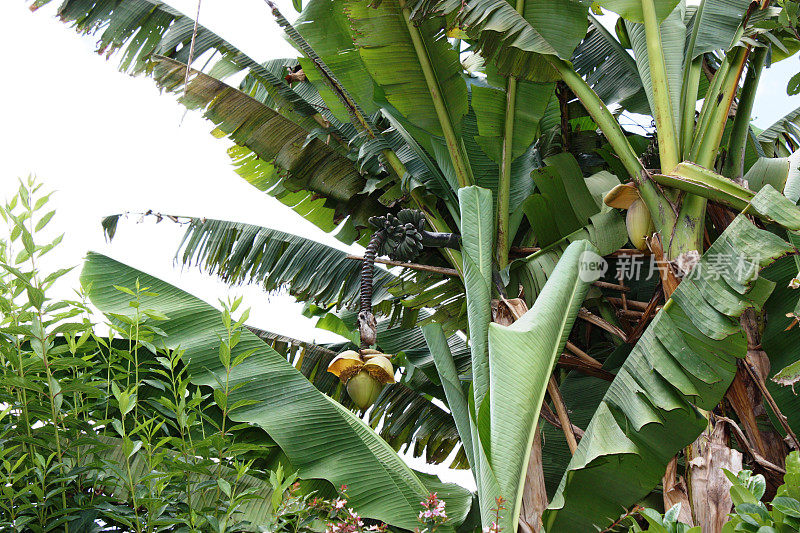 香蕉种植园，未成熟的香蕉束和香蕉花