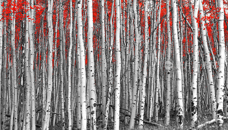 红森林黑白景观