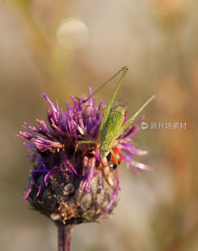 花，蚱蜢和瓢虫。